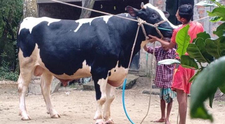 সিলেটে নজর কাড়ছে ২৭ মণ ওজনের বাহুবলী-৪